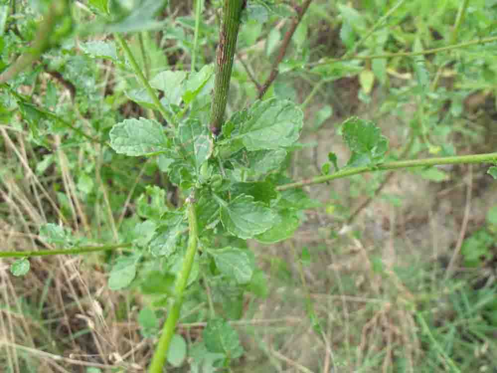 Asteracea ignota.- Senecio erraticus?